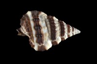 藏品(斑馬翼法螺)的圖片